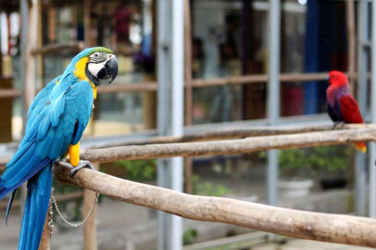 Palembang Bird Park